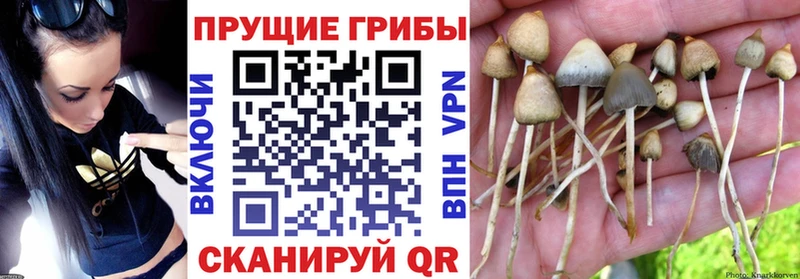 где найти наркотики  Жирновск  Галлюциногенные грибы прущие грибы 